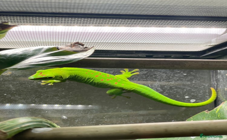 Gecko reptiles - Advert 2
