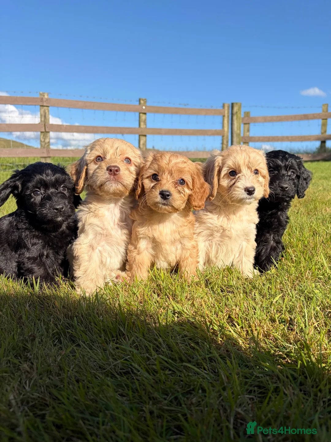 Cockapoo dogs for sale: 5 Gorgeous Cockapoo puppies for sale - Advert 1