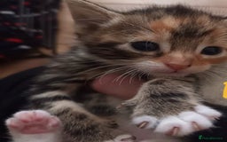 Mixed Breed cats for sale: Beautiful ginger & tabby kittens 🐾 ❤️  - Image 6