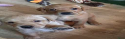 Labrador Retriever dogs for sale: KC registered Yellow Labrador puppies - 2 males  in Coleford - Advert 4