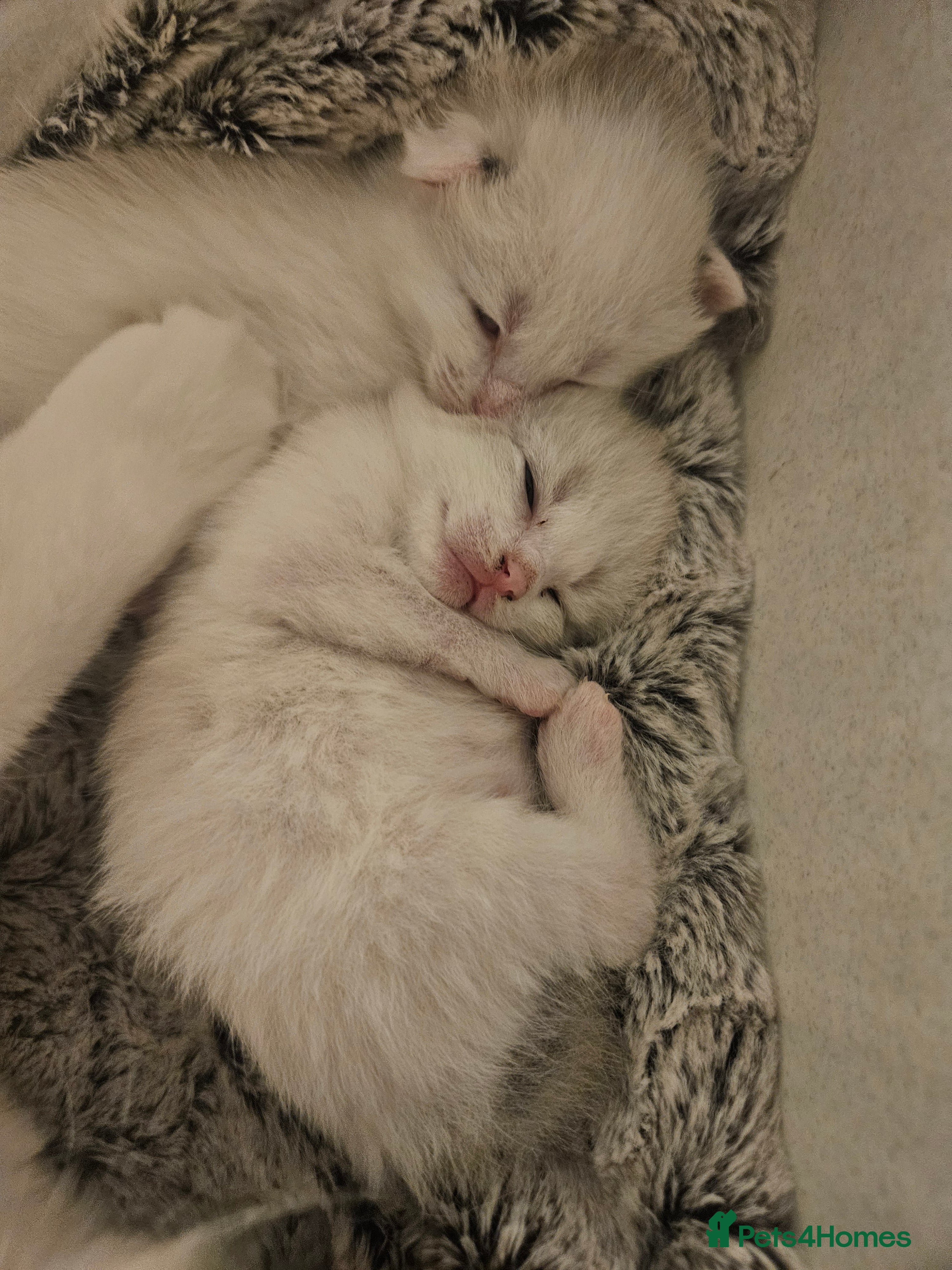Ragdoll cats Stunning, Friendly Ragdoll cross kittens - Advert 2