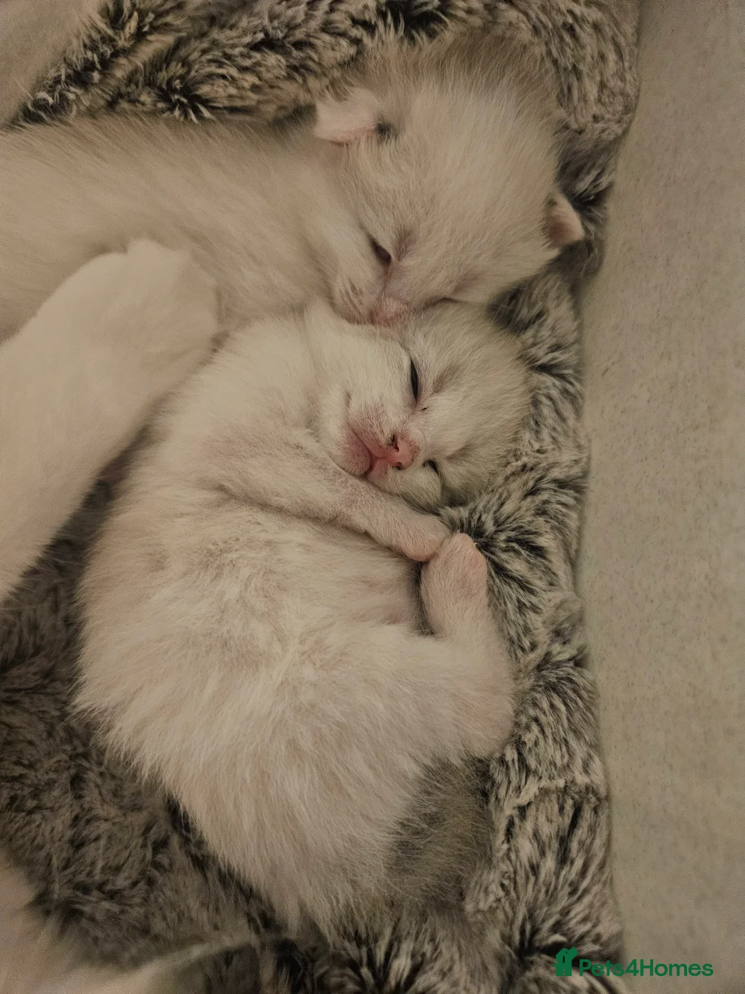 Ragdoll cats for sale: Stunning, Friendly Ragdoll cross kittens - Advert 2