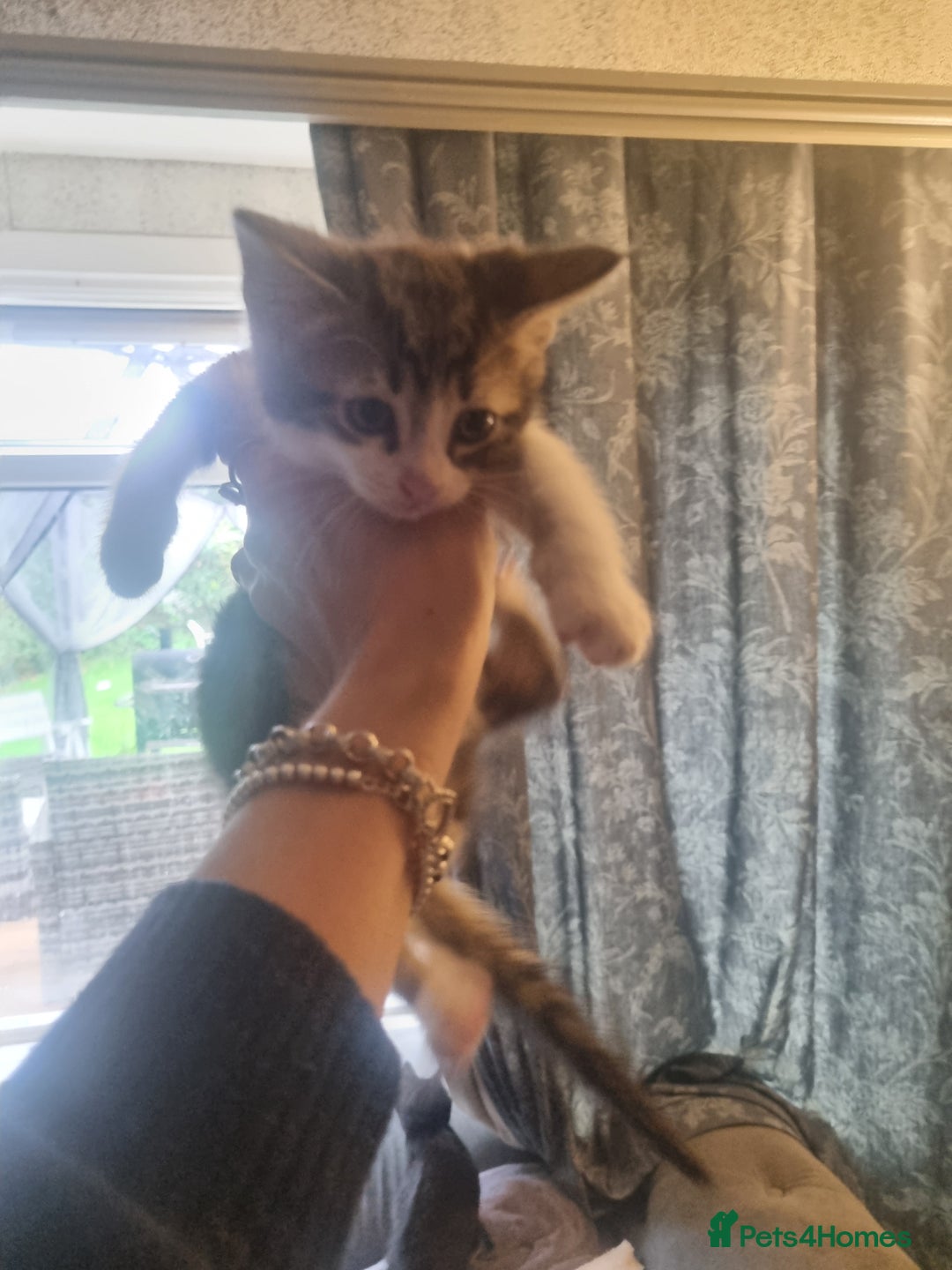 Mixed Breed cats for sale: mix litter Bengal and Norweign Forrest Kittens - Image 6