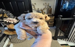 Maltipoo dogs for sale: TEDDY BEAR MALTIPOO PUPPIES  - Image 11