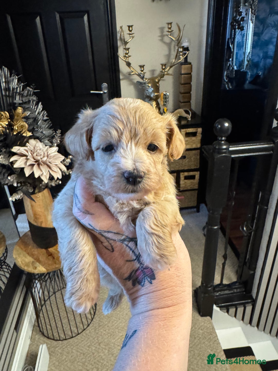 Maltipoo dogs for sale: TEDDY BEAR MALTIPOO PUPPIES  - Image 11