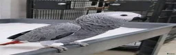 Parrots birds for sale: Fully tame African grey parrots. - Advert 3