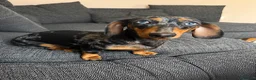 Miniature Dachshund dogs for sale: Beautiful Miniature Dachshund Puppies  in Southampton - Advert 1