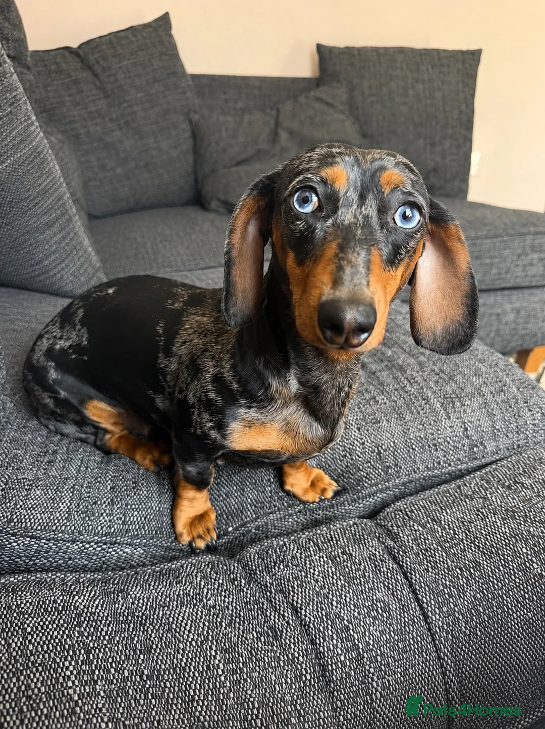 Miniature Dachshund dogs for sale: Beautiful Miniature Dachshund Puppies  in Southampton - Advert 1