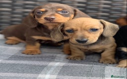 Miniature Dachshund dogs for sale: KC Registered true petite Miniature Dachshunds - Image 3