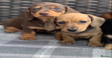 Miniature Dachshund dogs - Advert 16