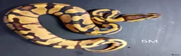 Python Snake reptiles for sale: Royal Python Hatchlings Males various morphs  - Advert 12