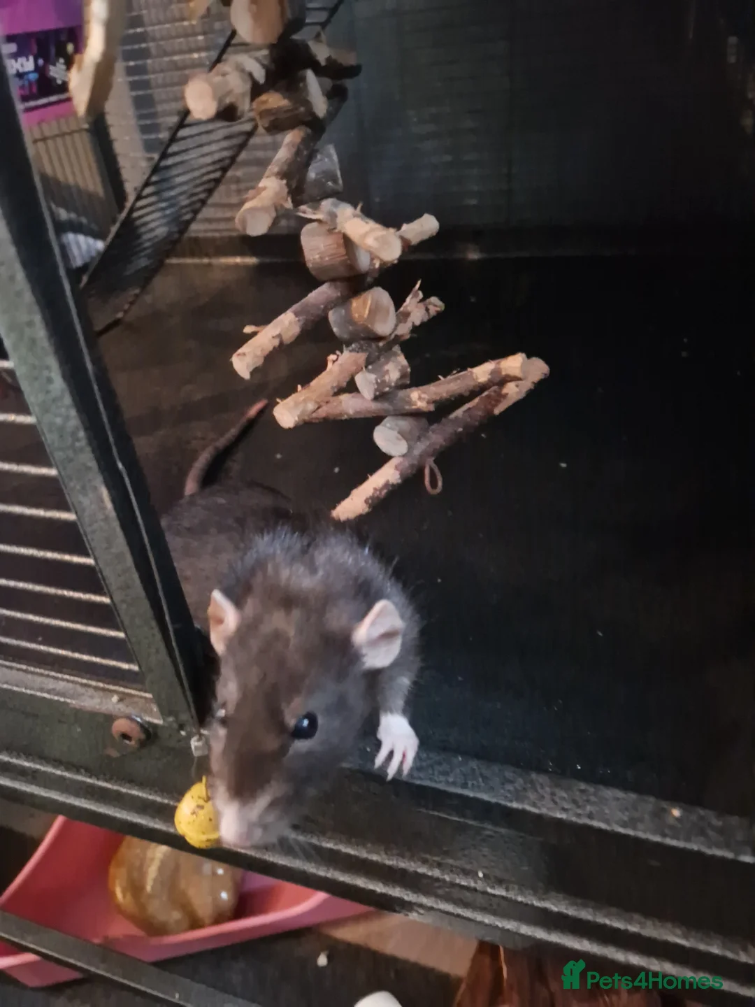 Rat rodents for sale: 2 female rats for rehoming - Advert 2