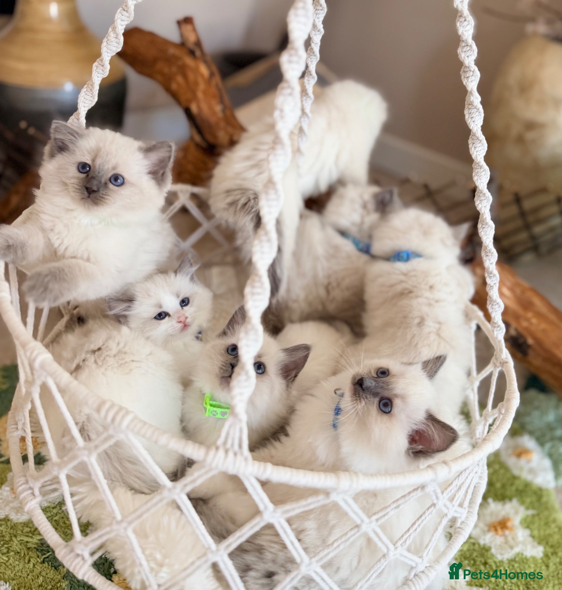 Ragdoll cats Elite TICA Ragdoll Kittens from Champion Lines  - Advert 2