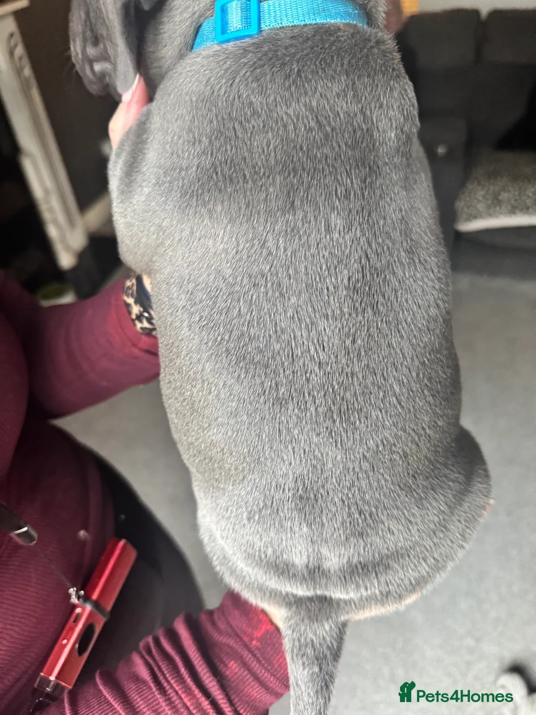 Staffordshire Bull Terrier dogs for sale: Stunning pure blue staffy pups 💙🩷 - Advert 7