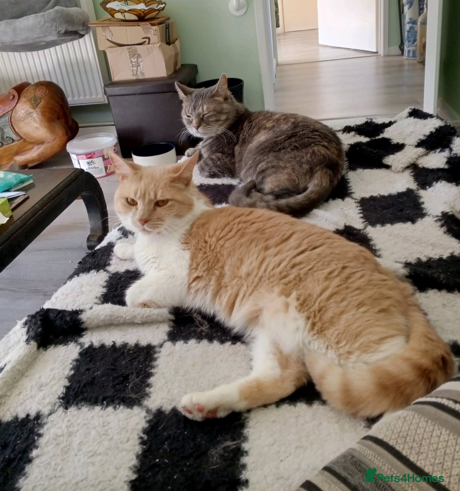 Mixed Breed cats Simba and blue  - Advert 1