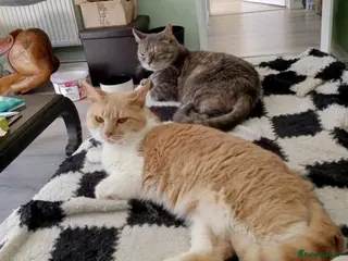 Mixed Breed cats Simba and blue - Advert 1