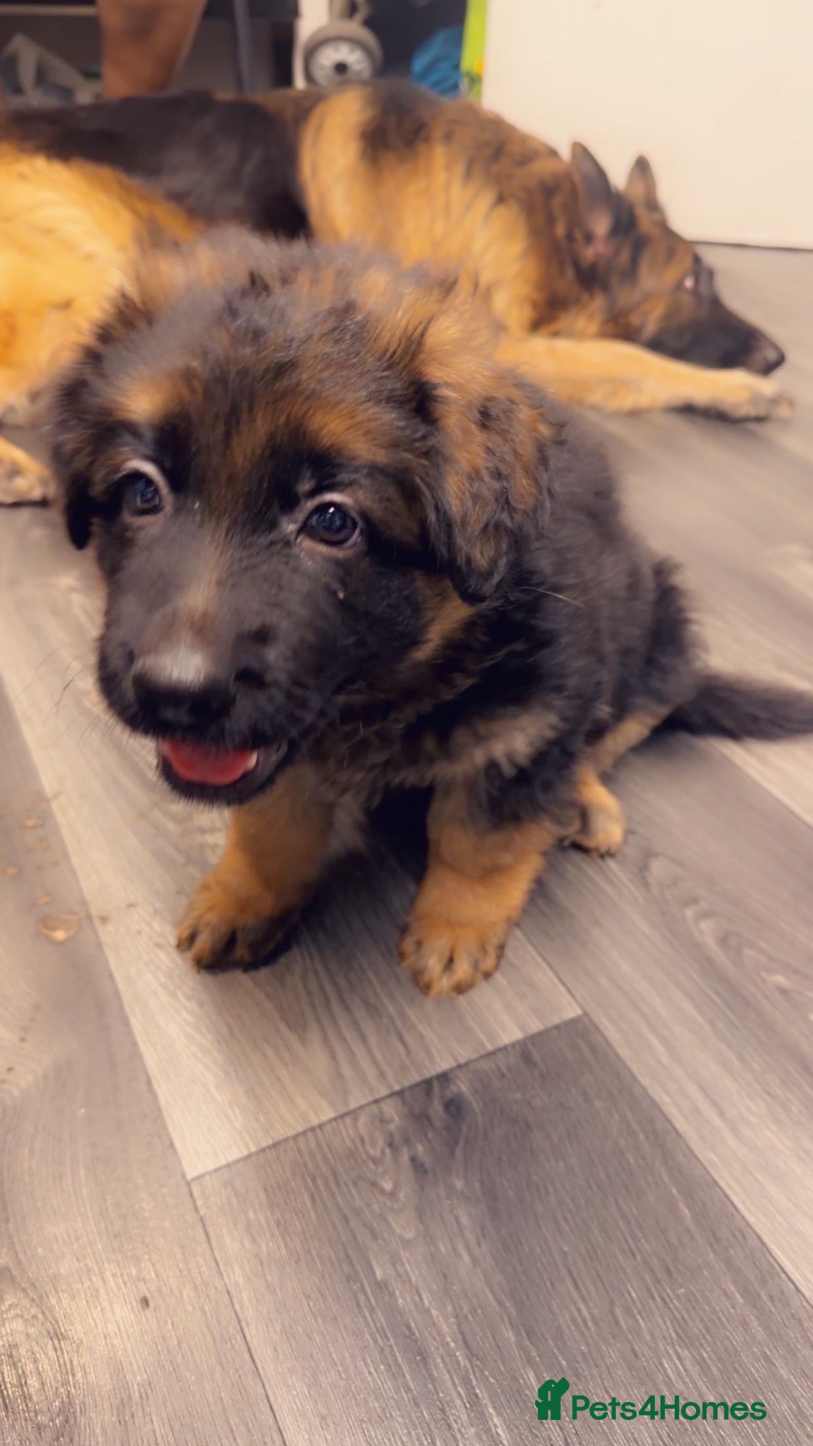 German Shepherd dogs German Shepard puppies for sales  - Advert 1