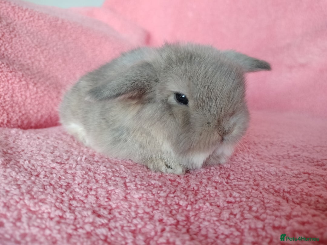 Mini Lop rabbits for sale: Baby mini lops for sale  - Advert 2