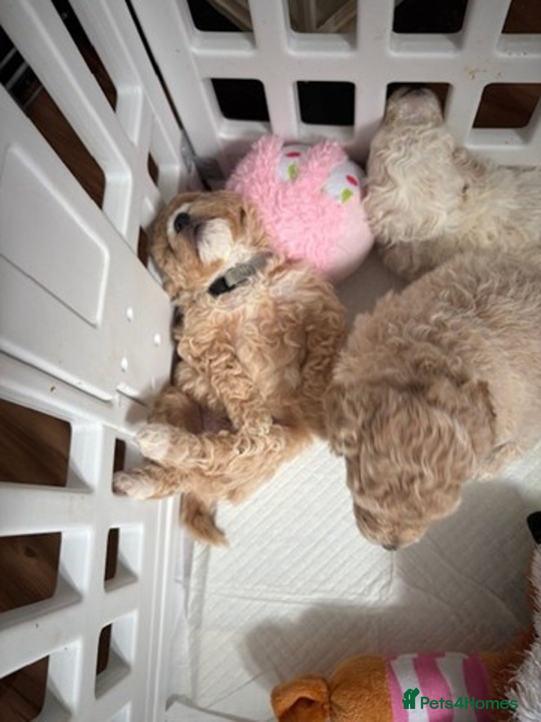 Poochon dogs for sale: 9 Poochon Puppies for Sale – Merles Available - Image 12