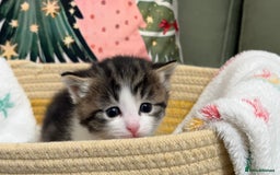 Siberian cats for sale: 4 Beautiful Siberian Cross Kitties 💗 - Advert 9