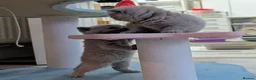 British Shorthair cats for sale: GCCF Registered British Shorthair Kittens - Advert 4