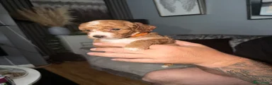 Cockapoo 2