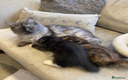 Mixed Breed cats for sale: 2 beautiful bundles of joy - Advert 7