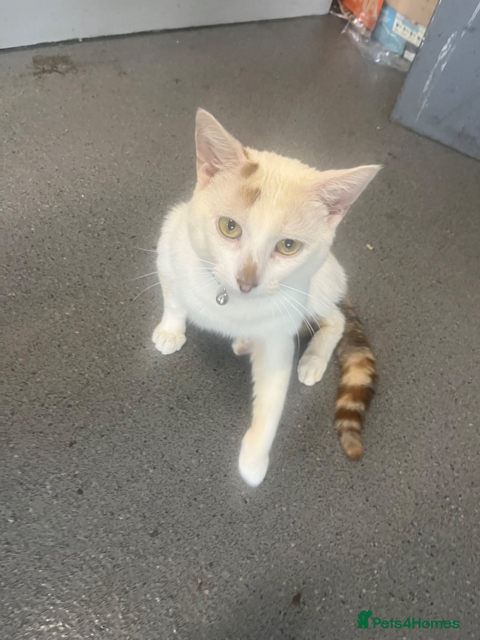 Turkish Angora cats Stunning 10month old Turkish Angora Male - Advert 5