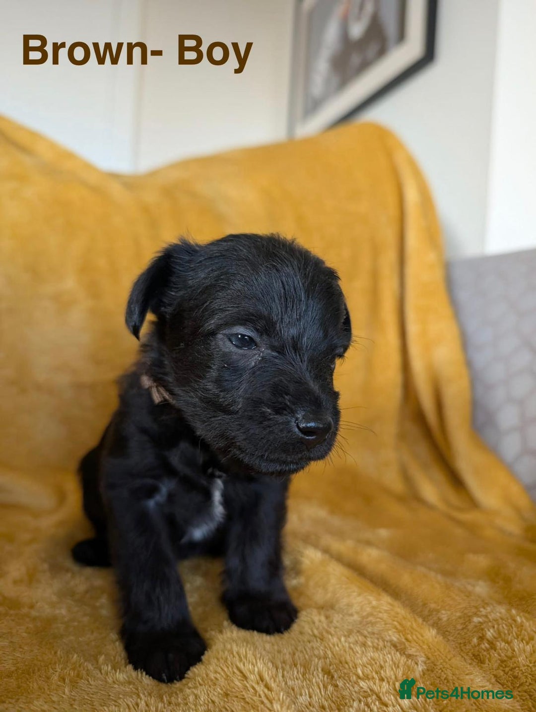 Mixed Breed dogs for sale: Beautiful Border terrier/Patterdale terrier pups - Advert 13