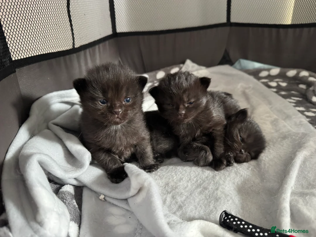 Mixed Breed cats for sale: 3 healthy kittens  - Advert 2