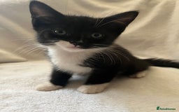 Mixed Breed cats for sale: Kittens - Image 8