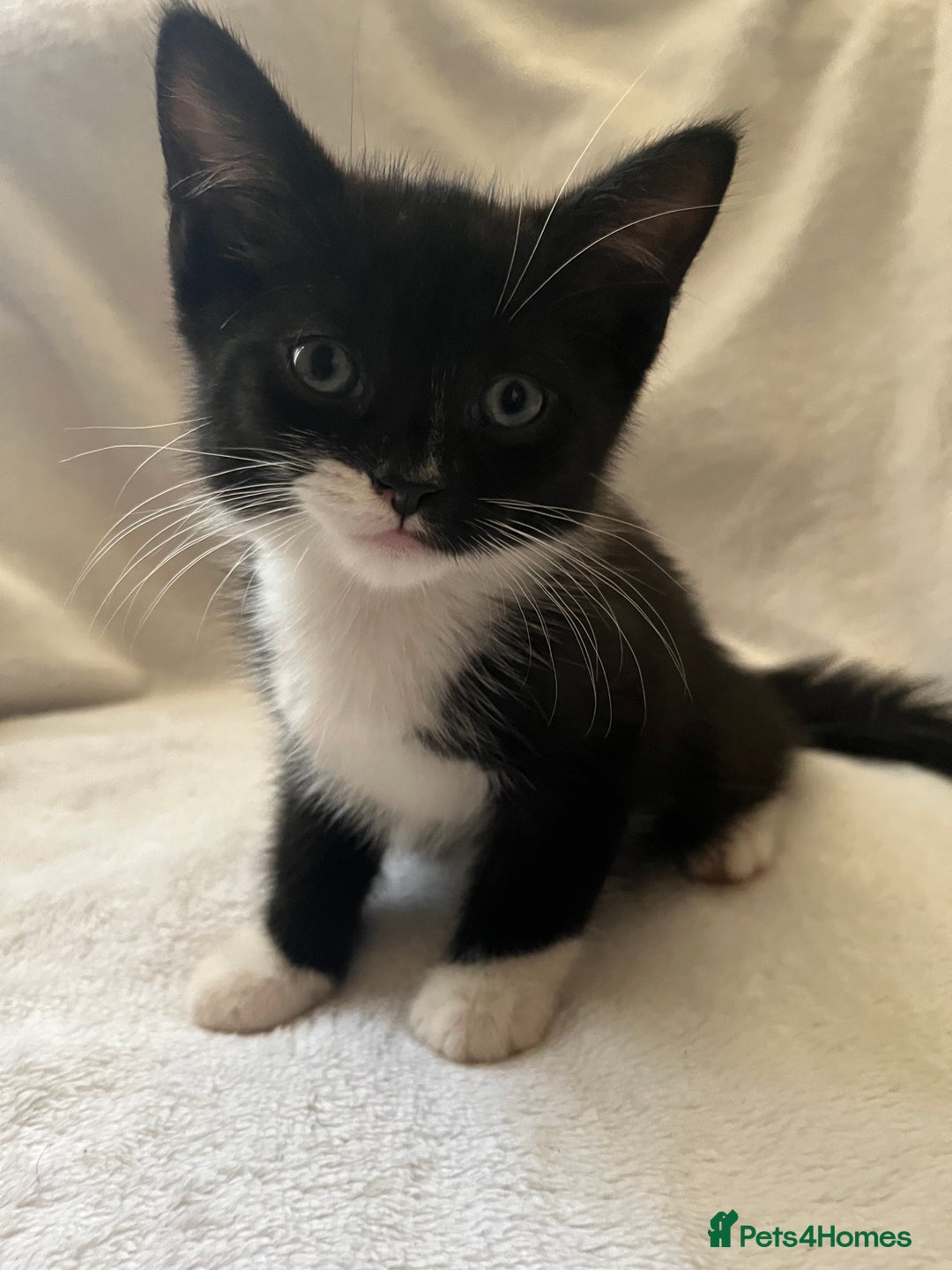 Mixed Breed cats for sale: Kittens - Image 8