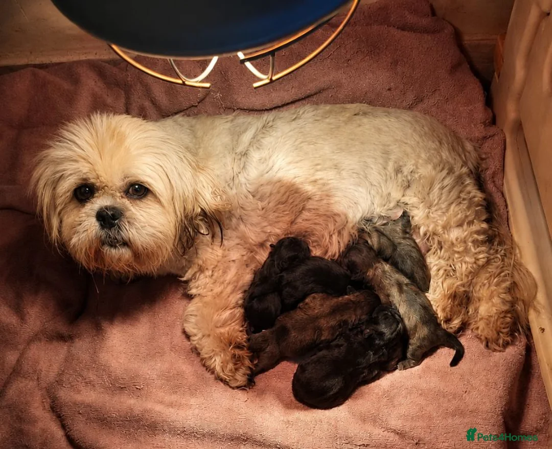 Shih Tzu dogs for sale: Beautiful Shih Tzu Puppies – 2 Boys, 4 Girls - Advert 12