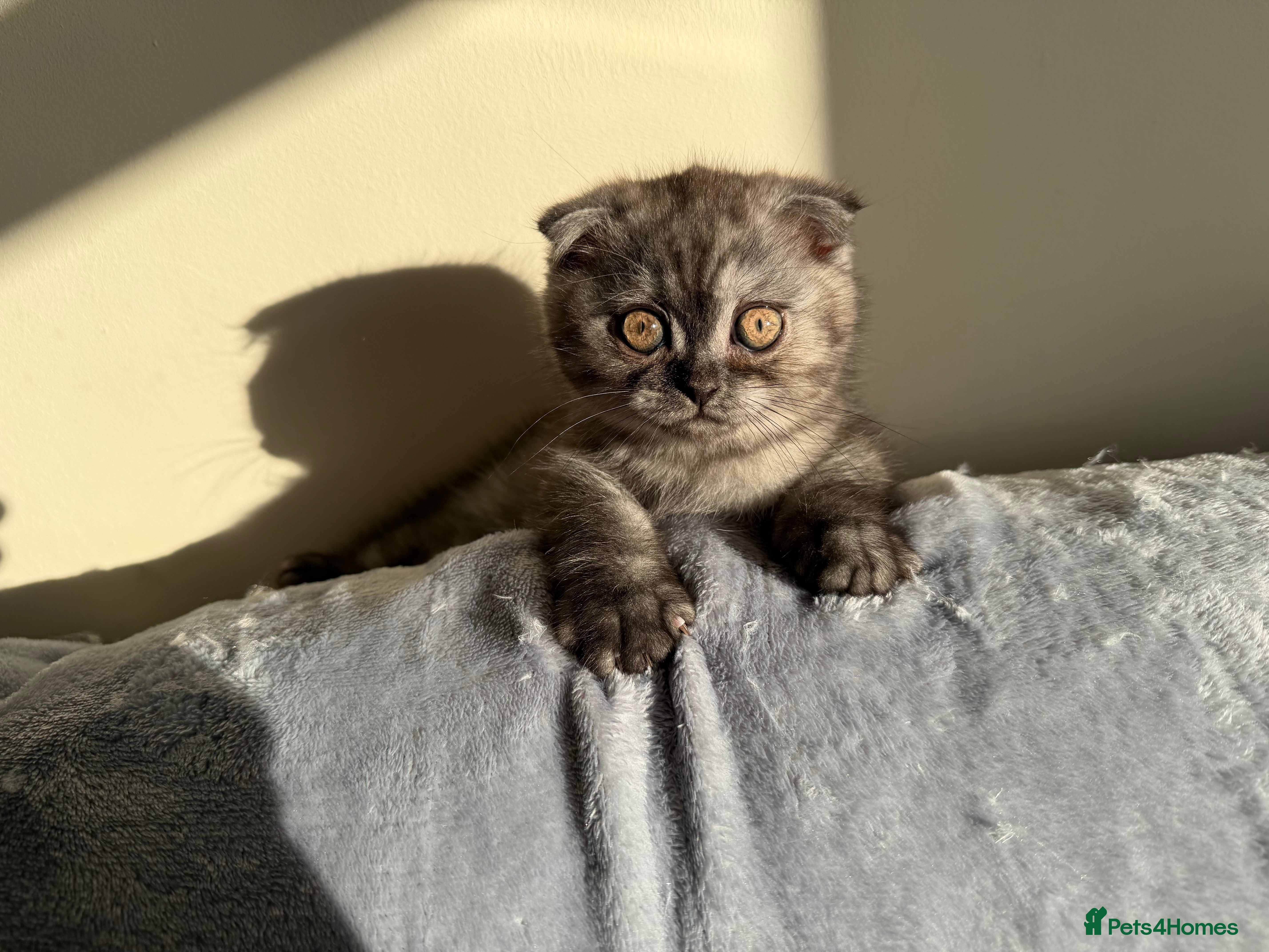 Scottish Fold cats Scottish fold , British shorthair  - Advert 8