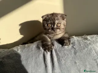 Scottish Fold cats Scottish fold , British shorthair - Advert 8