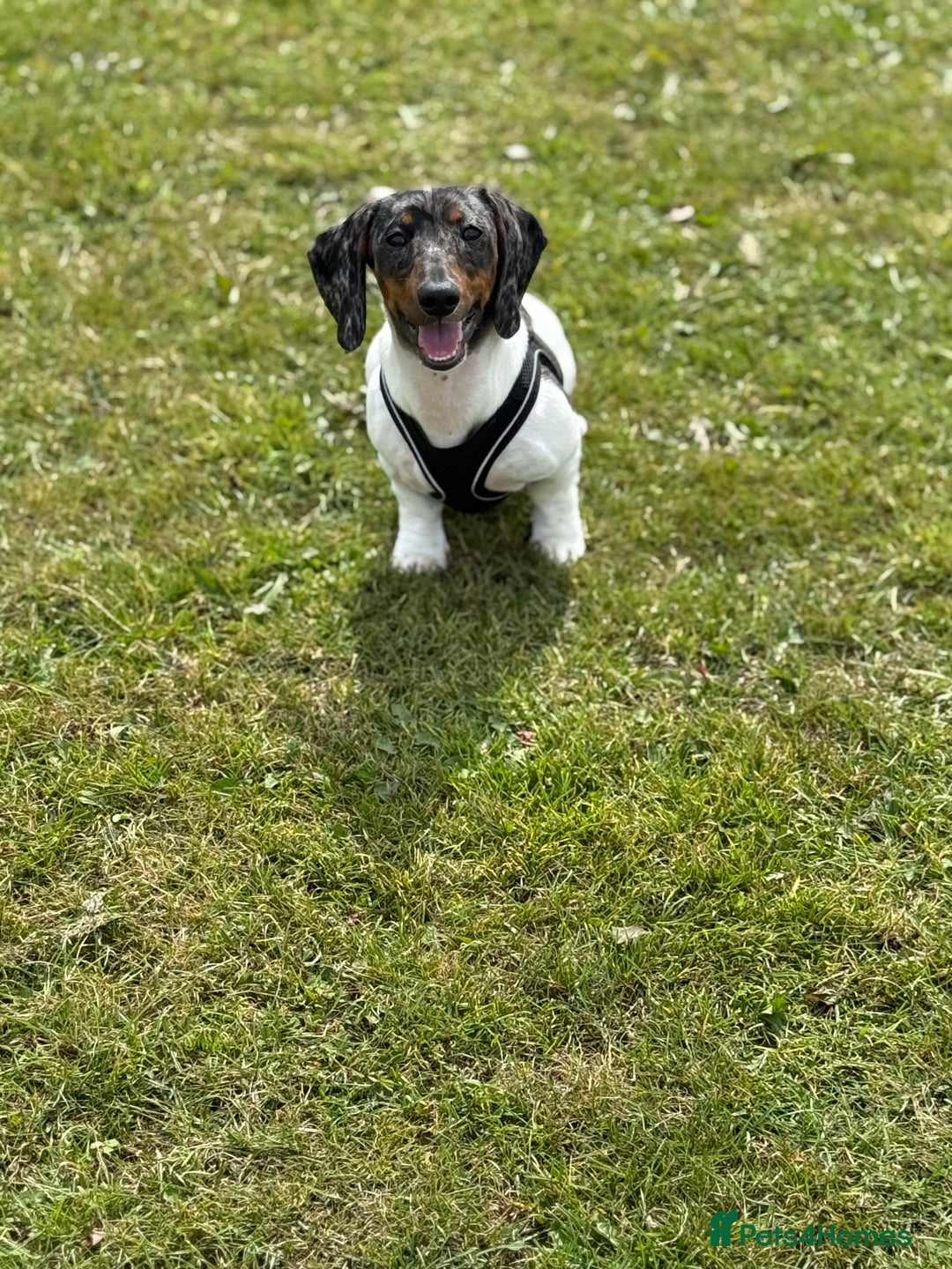 Miniature Dachshund dogs for stud: Pedigree miniature dachshund  - Advert 9