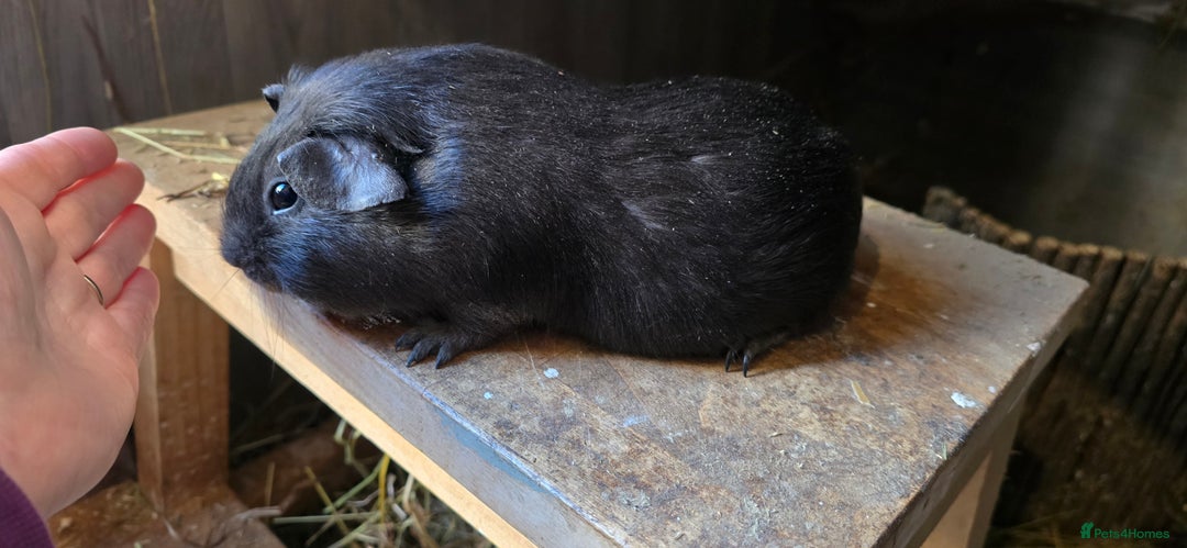 Guinea Pig rodents for sale: 2 pairs of sows available. - Advert 1