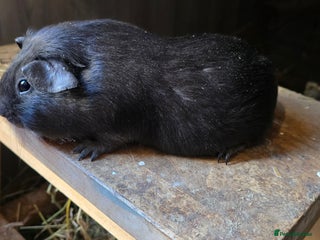 Guinea Pig rodents 2 pairs of sows available. - Advert 4