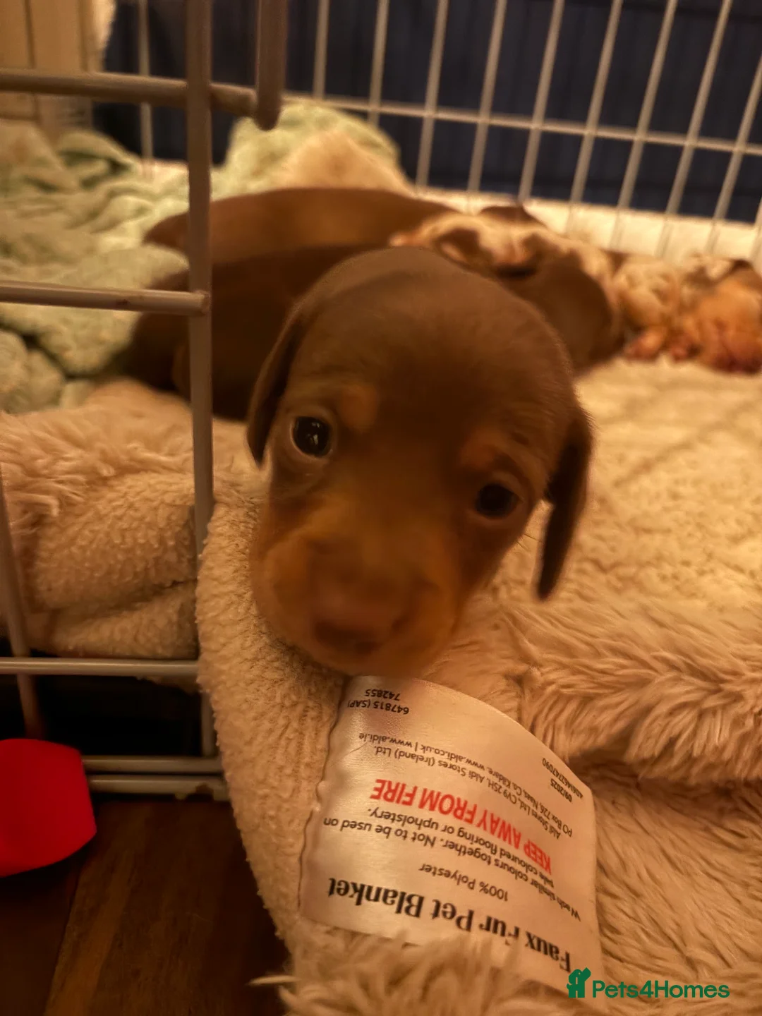 Miniature Dachshund dogs for sale: Perfect Miniature Dacshunds London/Kent - Advert 20