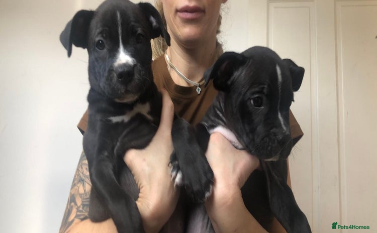Mixed Breed dogs - Advert 12