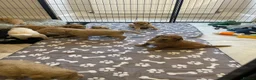 Double Doodle dogs for sale: Health and DNA tested Double Doodles - Advert 24