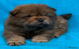 Chow Chow dogs for sale: KC Reg Chow Chow Puppies  - Image 17