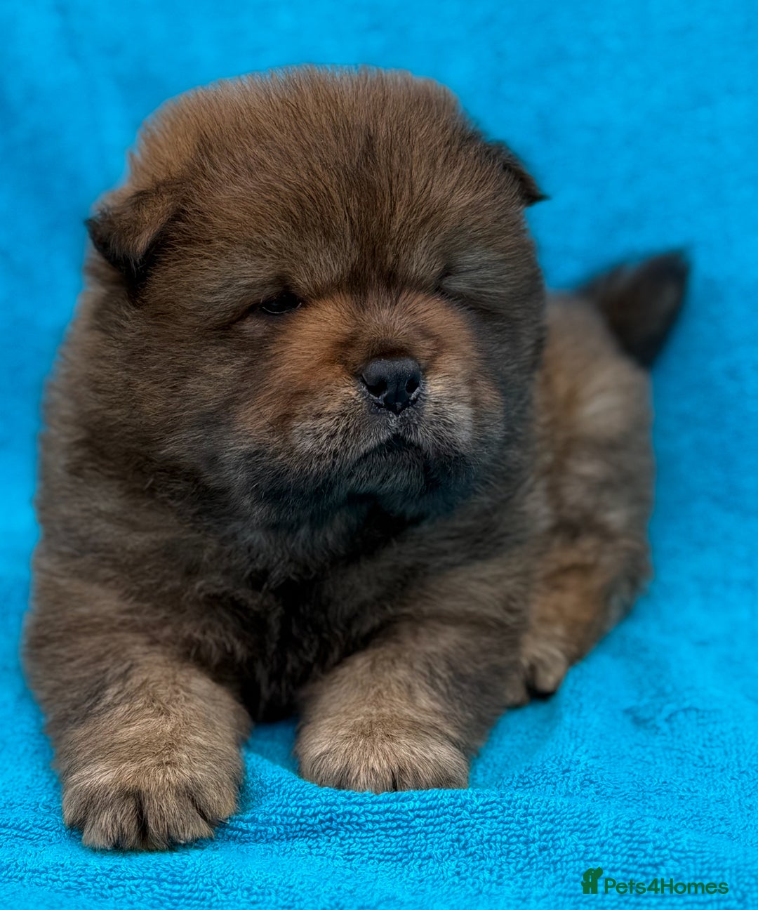 Chow Chow dogs for sale: KC Reg Chow Chow Puppies  - Image 17