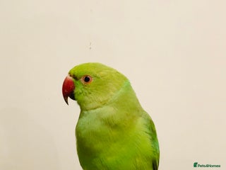 Ringnecks birds in London - Advert 13