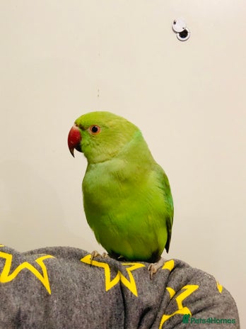 Ringnecks birds in London - Advert 15