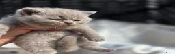 British Shorthair cats for sale: BEAUTIFUL BRITISH SHORTHAIR KITTENS  - Advert 36