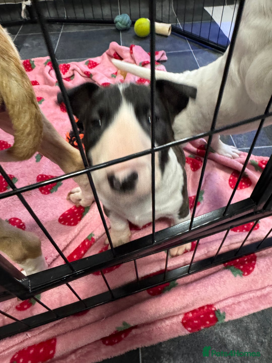 English Bull Terrier dogs for sale: Gorgeous English BullTerrier - Advert 11