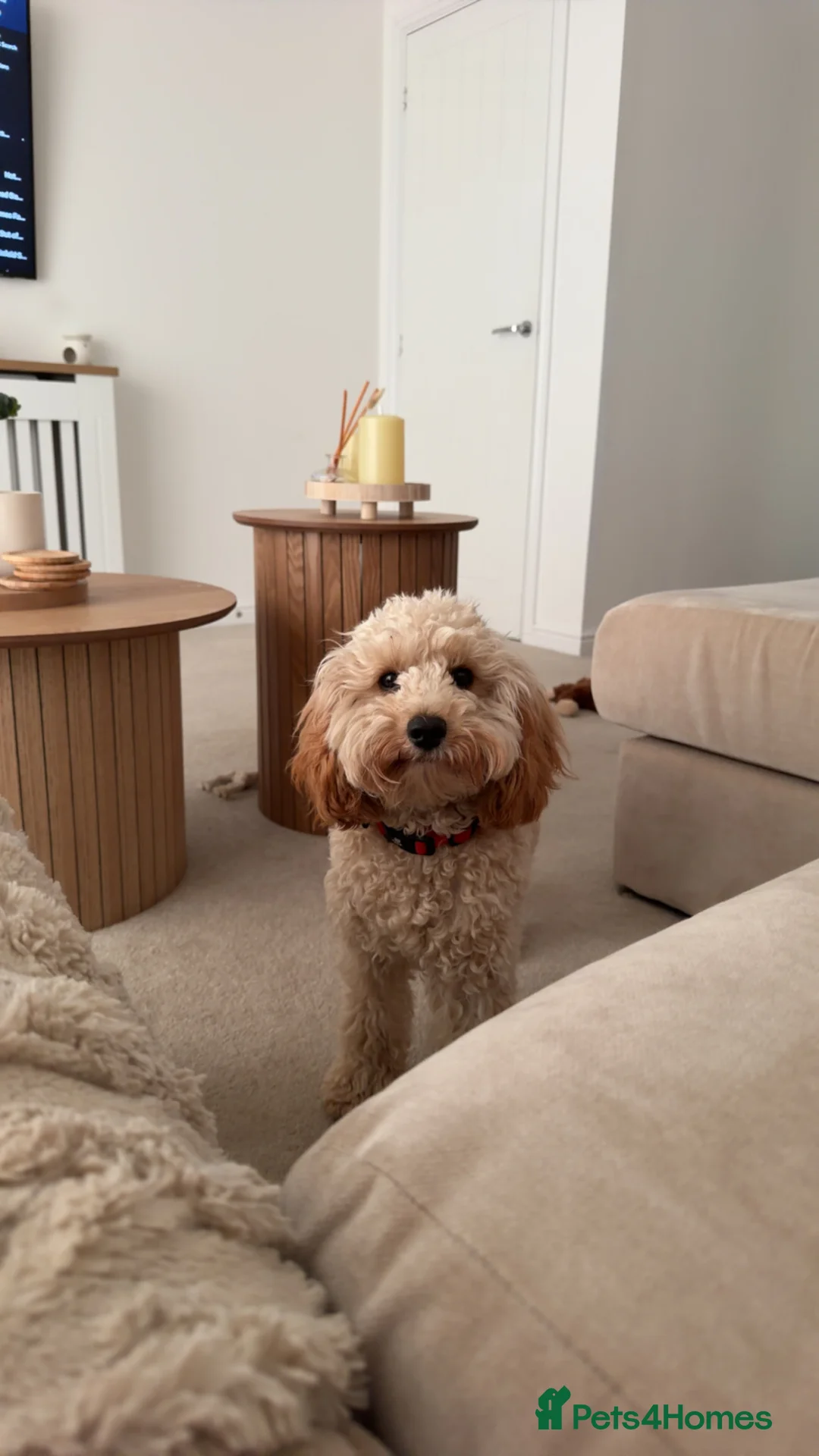 Cockapoo dogs for adoption: Miniature cockapoo - Advert 5