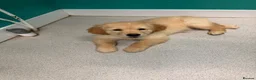 Golden Retriever dogs for sale: Stunning golden retriever puppies  - Advert 8