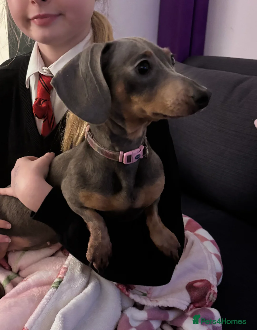 Miniature Dachshund dogs for sale: 2 year old Miniature Dachshund Girl - Advert 3